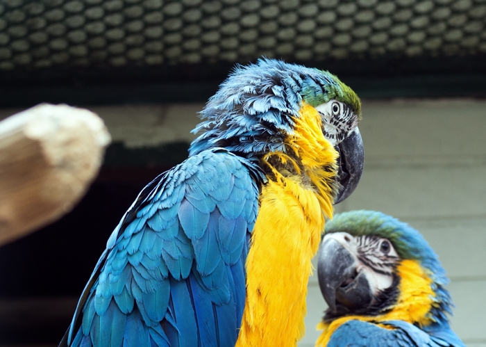 Ara parrots photos, Zoo animals photogallery with Carl Zeiss Planar 45mm T Contax G lens