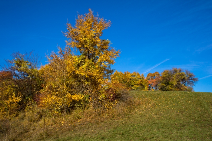 Autumn photogallery with Voigtlander Super Heliar 15mm lens