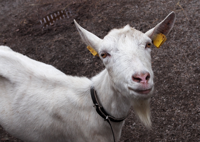 Voigtlander Nokton 0.95 25mm Lens sheeps,goats,jackass photogallery,Olympus PM2 camera